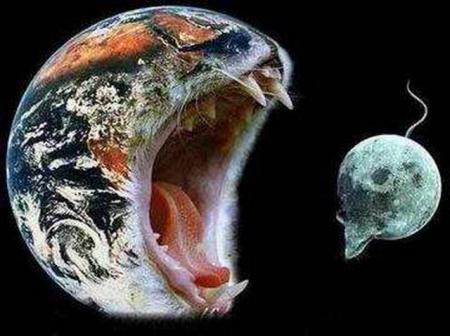 animaux