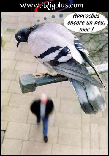 pigon chieur