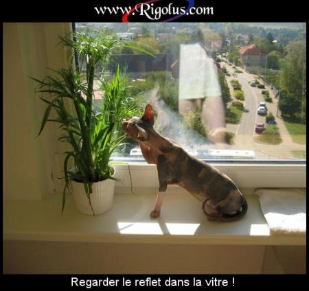 humour