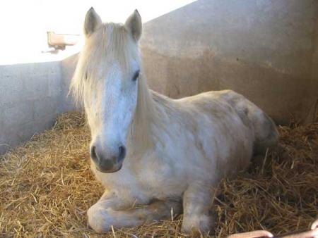 cheval