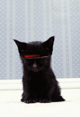 robocat
